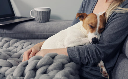 Take a Deeper Look at Lymphoma in Dogs