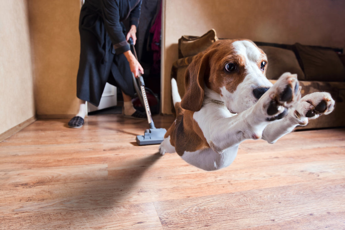 This is Why Pets Are So Terrified of the Vacuum!