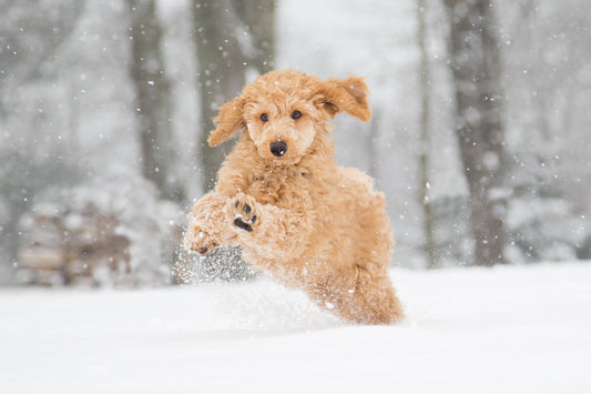Why Cold Weather Makes Your Dog's Arthritis Worse
