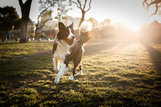 How Do You Know When Your Dog Needs a Detox?