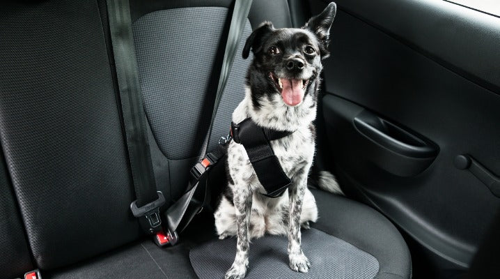 Keep You and Your Dog Safe While in the Car