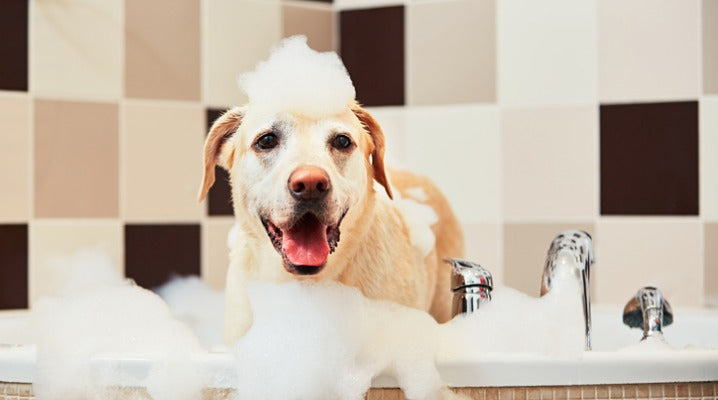 Simple Ways to Keep Your Pup Feeling Great After a Trip to the Groomer
