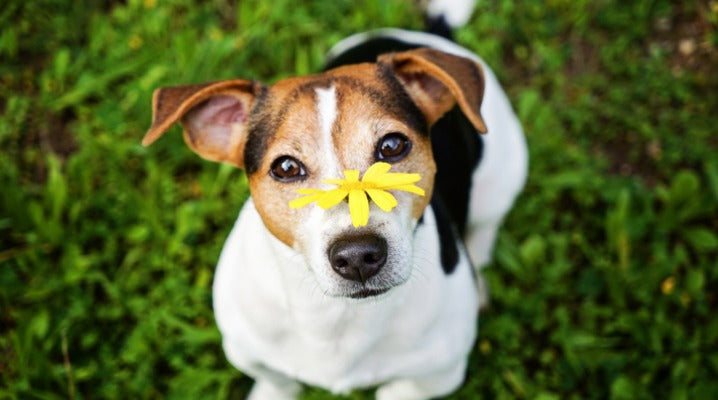 Seasonal Allergies Might be Making It Difficult for Your Dog to Breathe