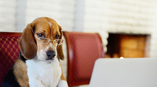 Why Your Dog Needs Just as Much Mental Exercise as Physical Exercise
