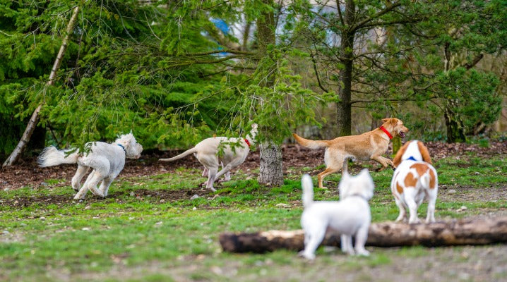 Navigating Off-Leash Dog Parks: Tips to Make Sure Everyone Has Fun