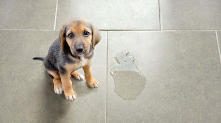 Stop Wiping Up Pee from Your Excited Puppy Every Time You Come Home