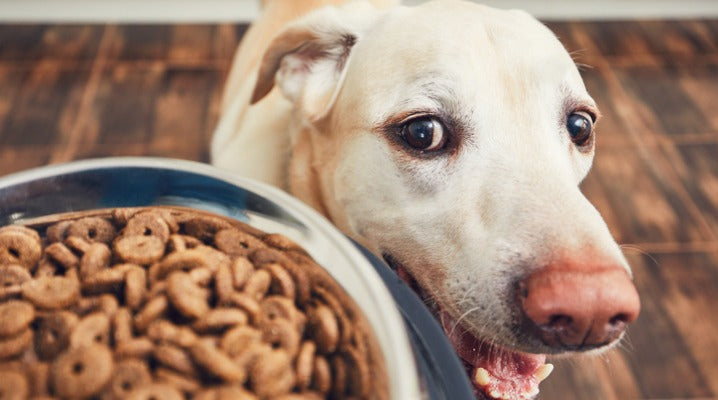 The Fine Art of How and When to Feed Your Dog