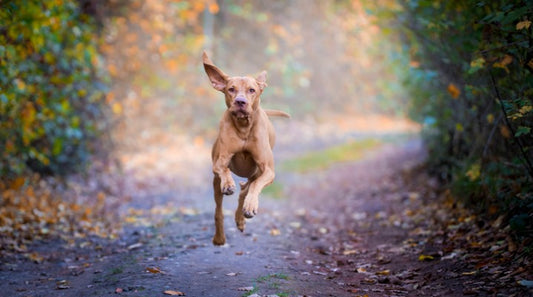 Why Does Your Pup Get the Zoomies?