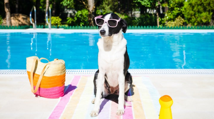 Protect Your Dog's Skin from Harm in the Summer Sun