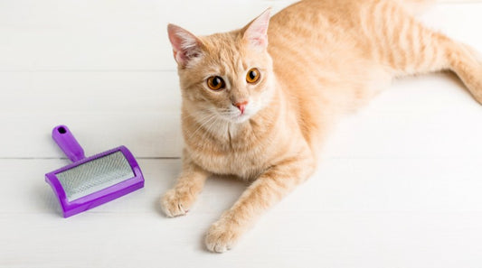 How to Help a Cat Experiencing Matted Fur