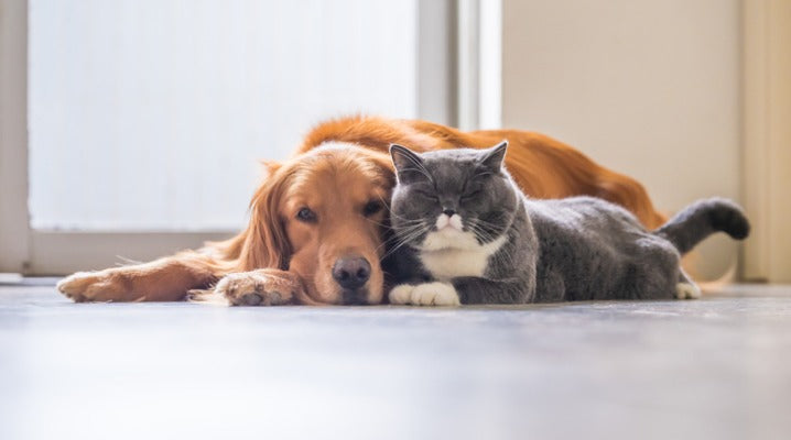 Discover the Many Pet Health Benefits of Omega-3 Fatty Acids