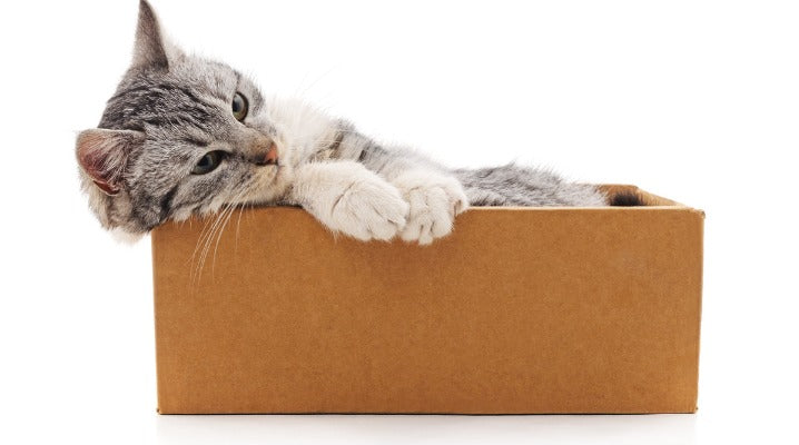 If It Fits, I Sits! Here's Why Cats Love Boxes So Much | Pet Wellbeing