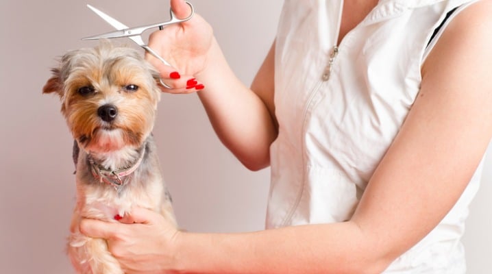 Springtime Grooming is a Great Way to Combat Dog Skin Allergies