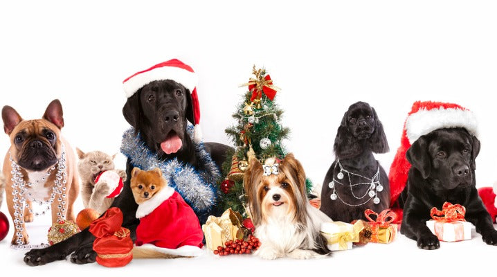 6 Ideas to Celebrate Holiday Festivities with Your Pets