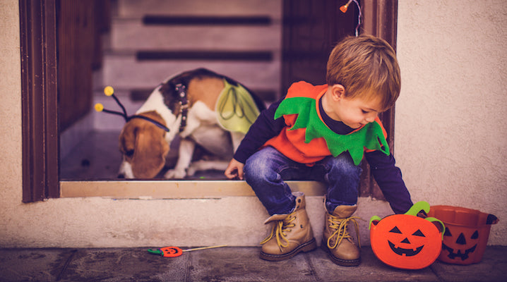Halloween Festivities and How To Protect Your Pets From Chocolate & Xylitol