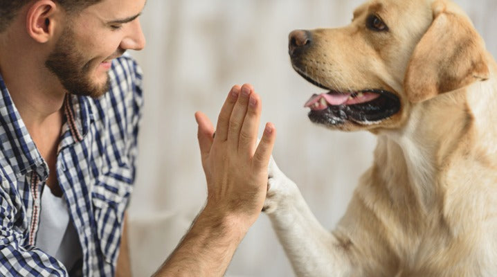 Going Beyond Words: Understanding Your Dog’s Mood Through Body Language