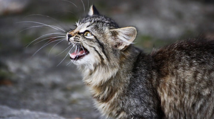 What Do Your Cat's Chirping and Trilling Sounds Really Mean?