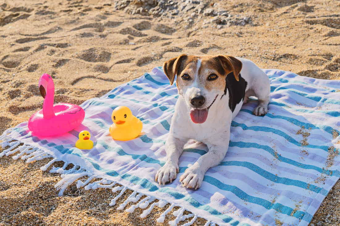 Why It's Important to Protect Your Pet's Skin from Summer Sun