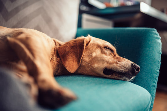 Avoiding Parvovirus: Keeping Your Puppy Safe From the Deadly Virus