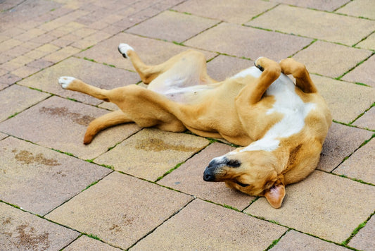 What Exactly is Mange in Dogs?