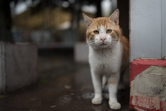 8 Things to Do if You Find a Lost Pet Outside Your Home