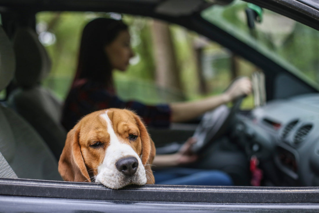 How to Relieve Your Dog’s Car Sickness