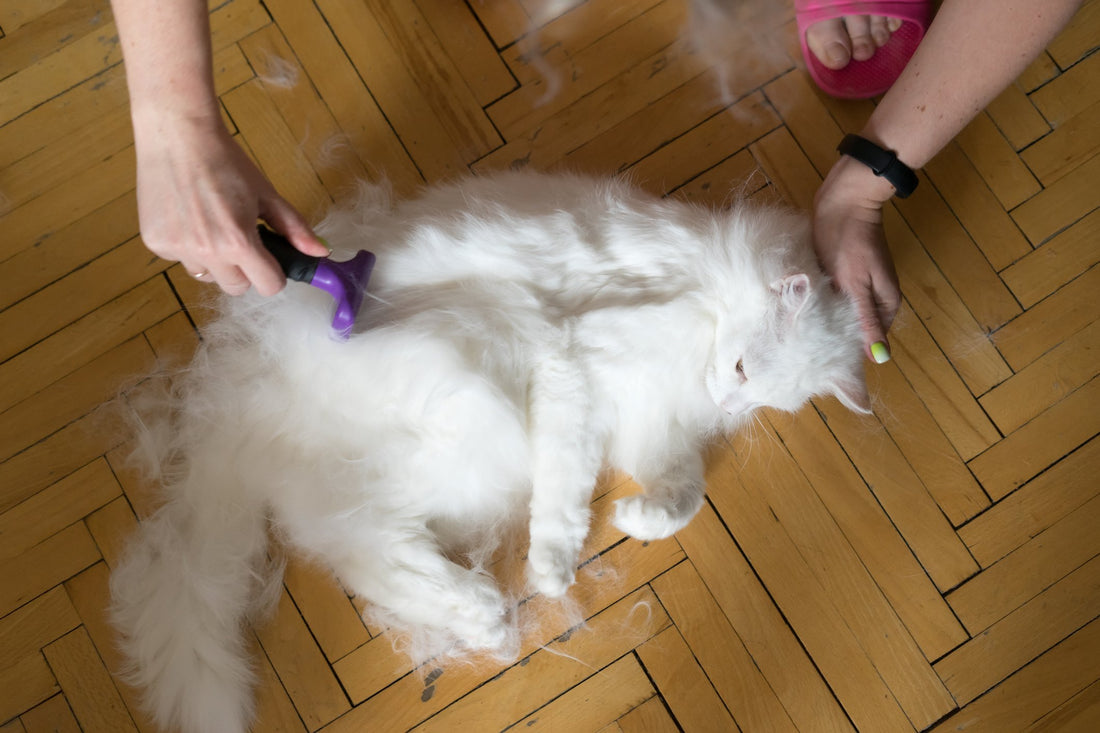 Are You Prepared for Your Cat's Springtime Shedding?