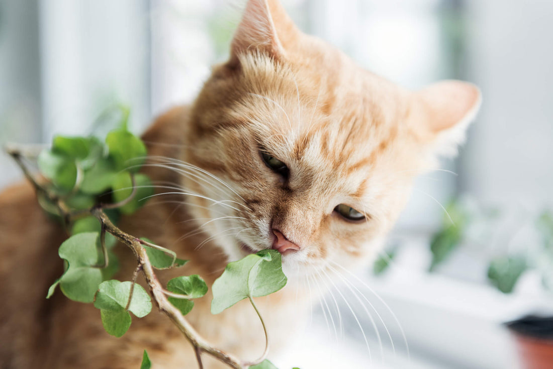 As You Buy Spring Flowers, Be Wary of These Toxic Plants for Cats