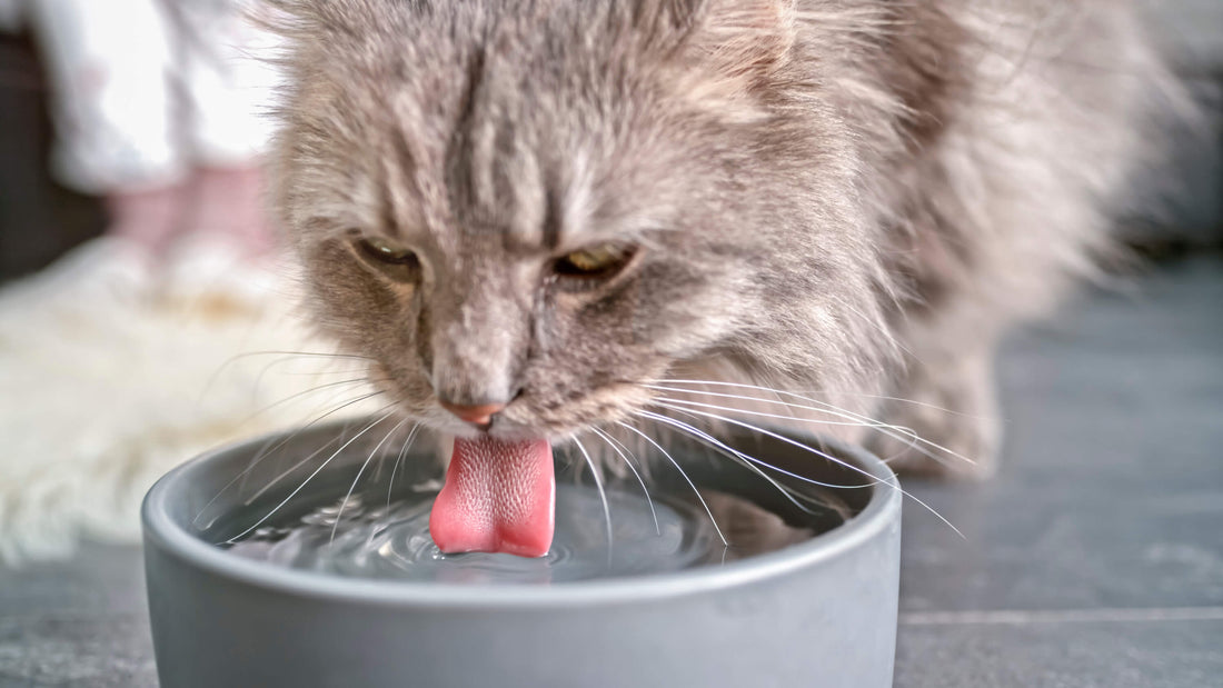 How (and Why!) to Encourage Your Cat to Drink More Water