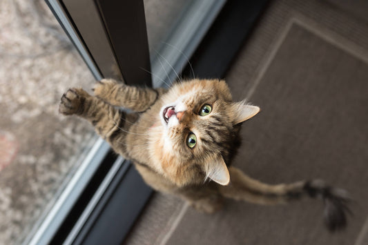 Do Cats Experience Separation Anxiety?