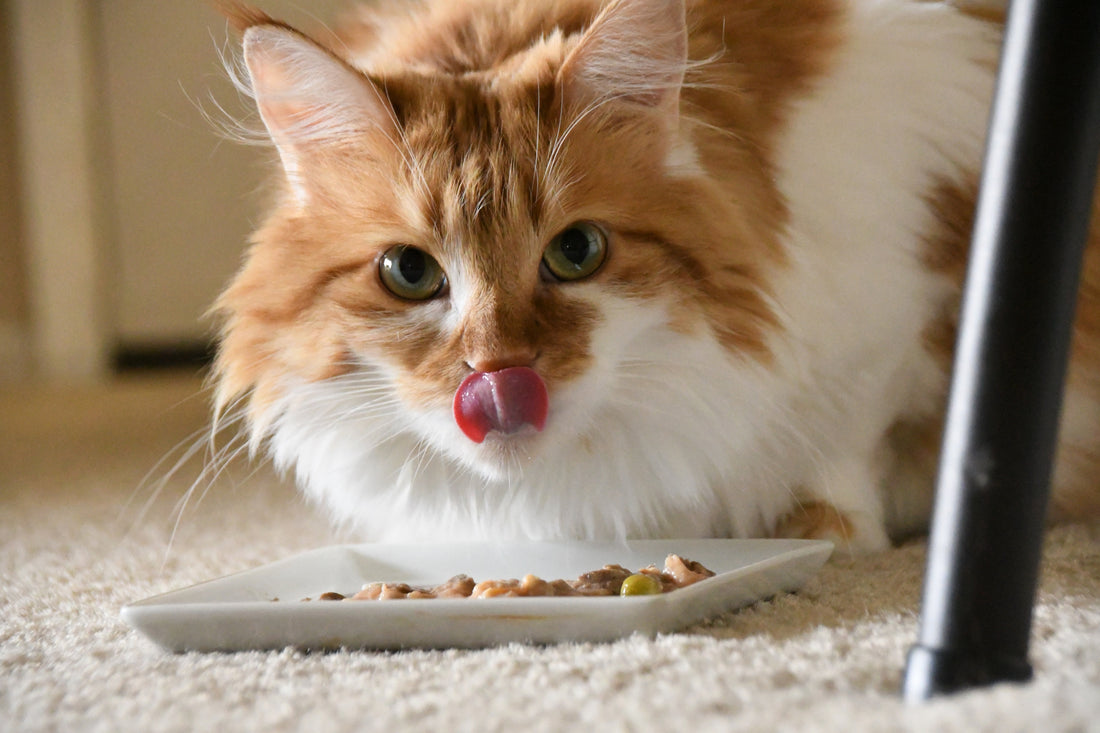 When Is It a Good Idea to Change Your Cat's Food?