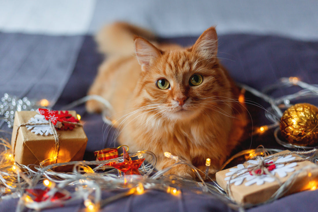 Gift Your Cat a Beautiful Coat for the Holidays