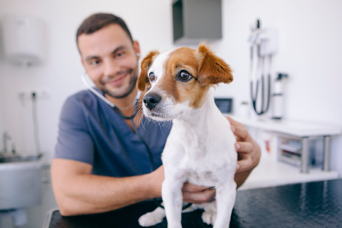 Why Pet Owners Shouldn’t Skip Wellness Visits 1 Tempted to Skip Your Pet's Annual Checkup? Don't! | Pet Wellbeing
