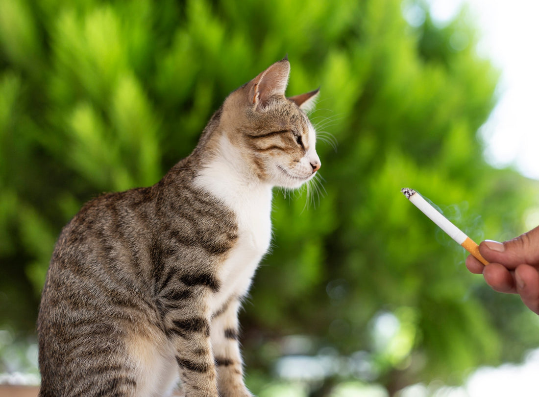 The Dangerous Effects Smoking Has on Your Pets