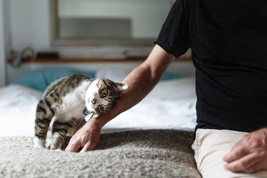 10 Ways to Tell if Your Cat Loves You