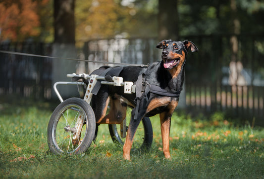 Facts to Consider Before Adopting a Pet with Special Needs