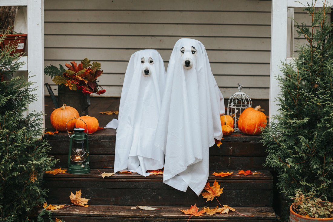 Keep Your Home Scare-Free: 6 Halloween Safety Tips for Pets
