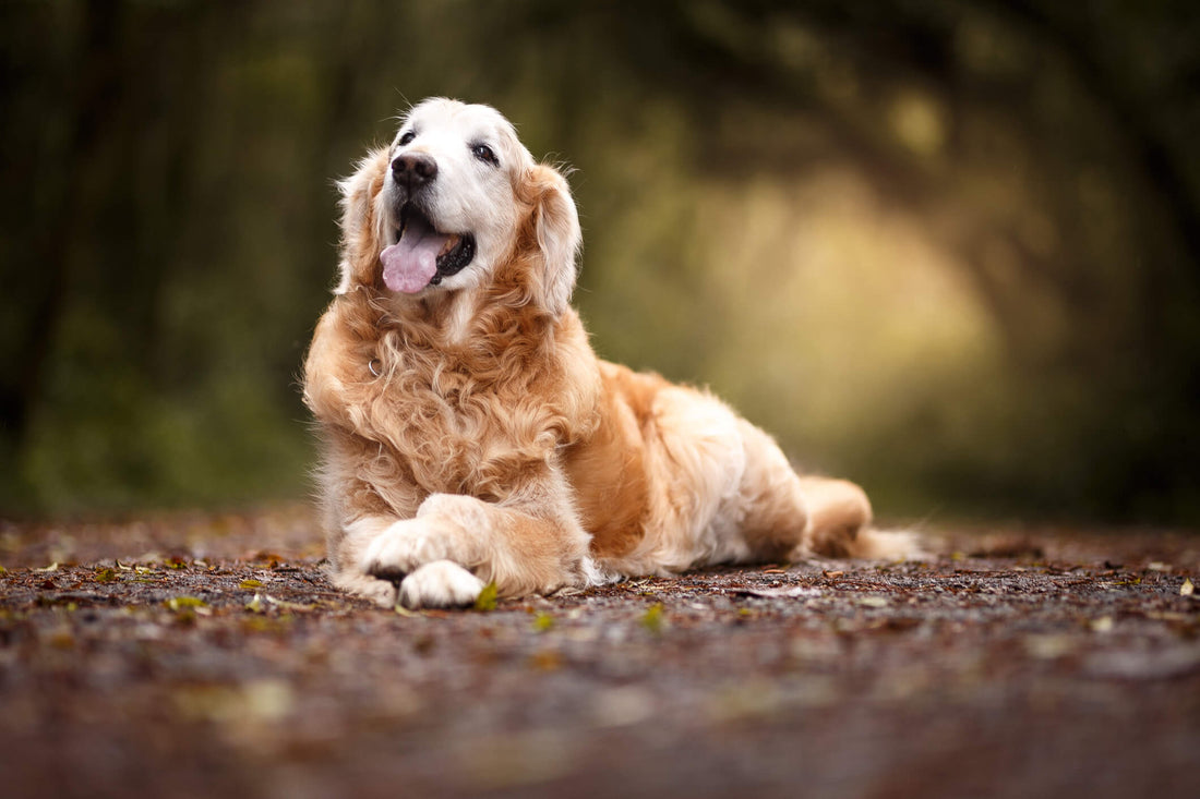 The Link Between Antioxidants and Brain Health in Dogs