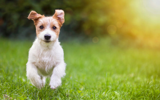 6 Alternative Treatments for Pet Arthritis