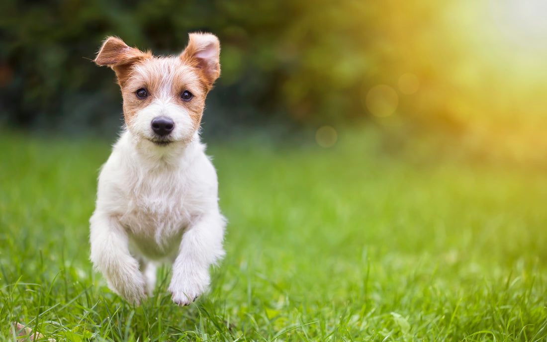 Reduce Chronic Inflammation in Your Dog with These Tips