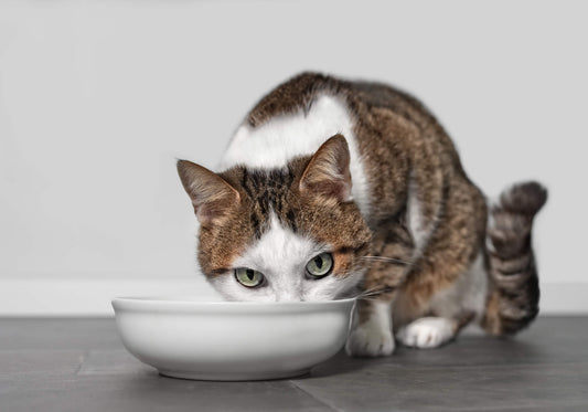 Top 4 Signs of Feline Hyperthyroidism to Look For