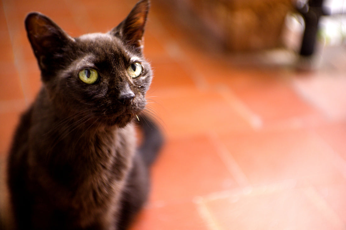 Understand Your Options for Treating Hyperthyroidism in Cats