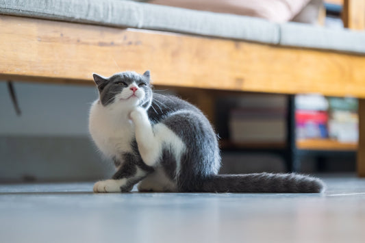 Indoor Cats Can Still Suffer from Allergies!