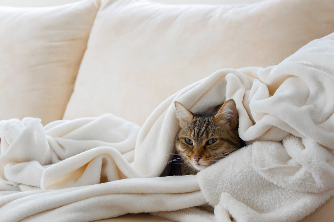 4 Signs of End-Stage Kidney Failure in Cats