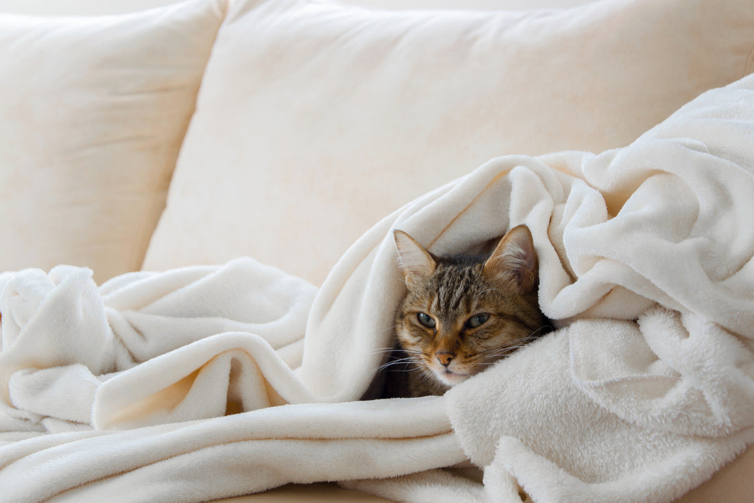 Your Cat's Runny Nose May Be a Sign of Cat Flu