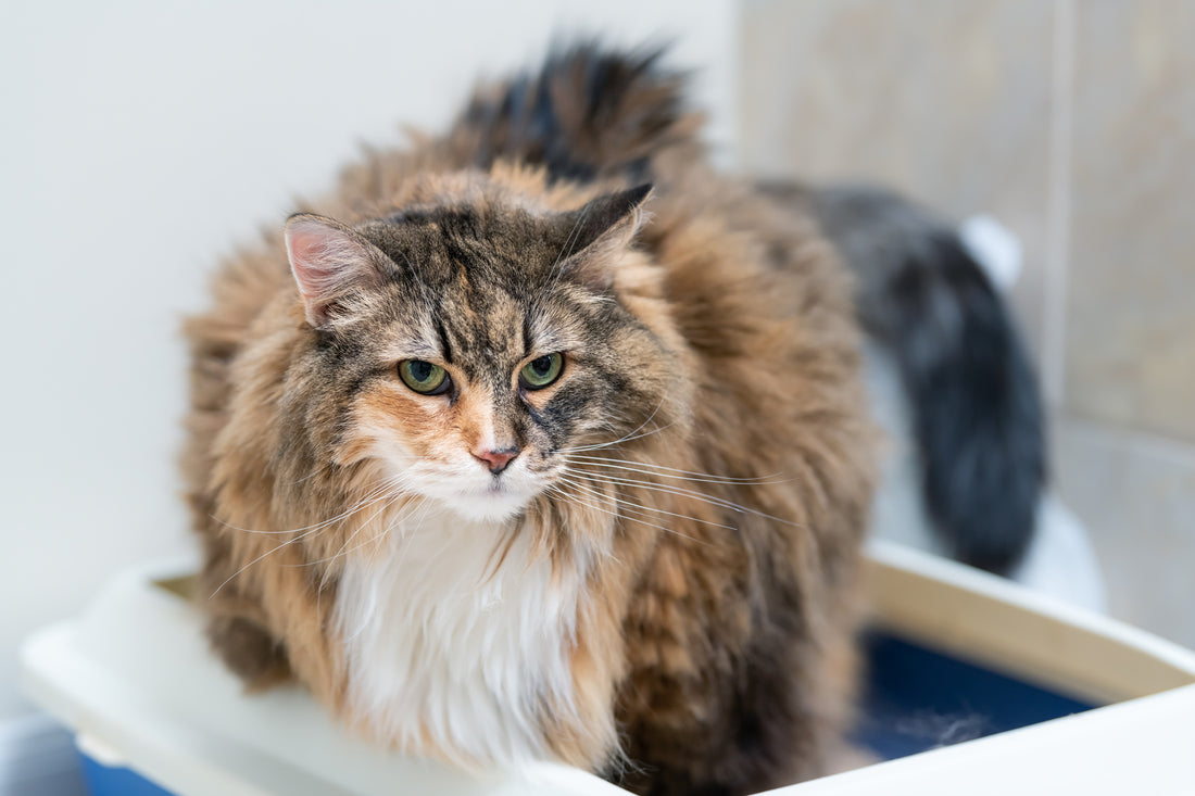 Manage Your Older Cat's Kidney Disease With These Helpful Tips