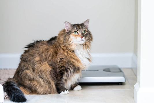 Are Weight Loss Supplements Safe for Pets?
