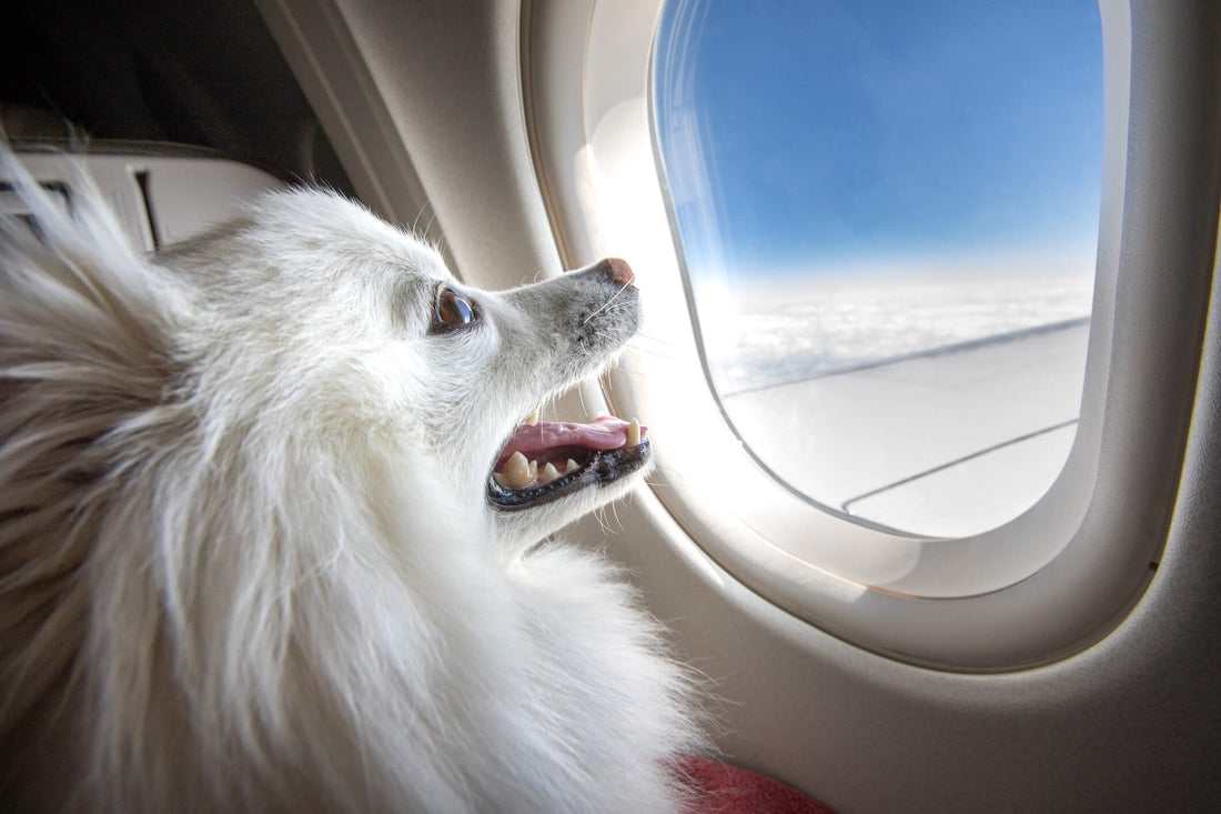 The Ultimate Guide to Flying with a Dog