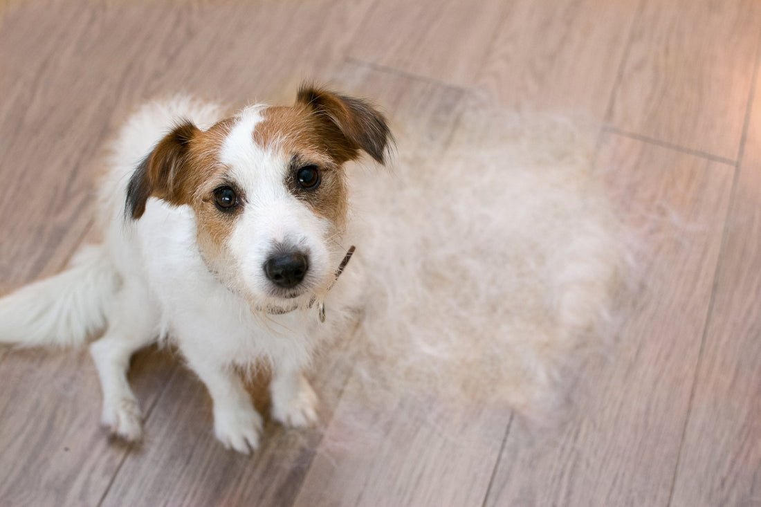How Allergies Might Be at the Root of Your Dog's Hair Loss