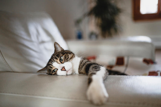 This Type of Cat Cancer Might be Tougher to Spot